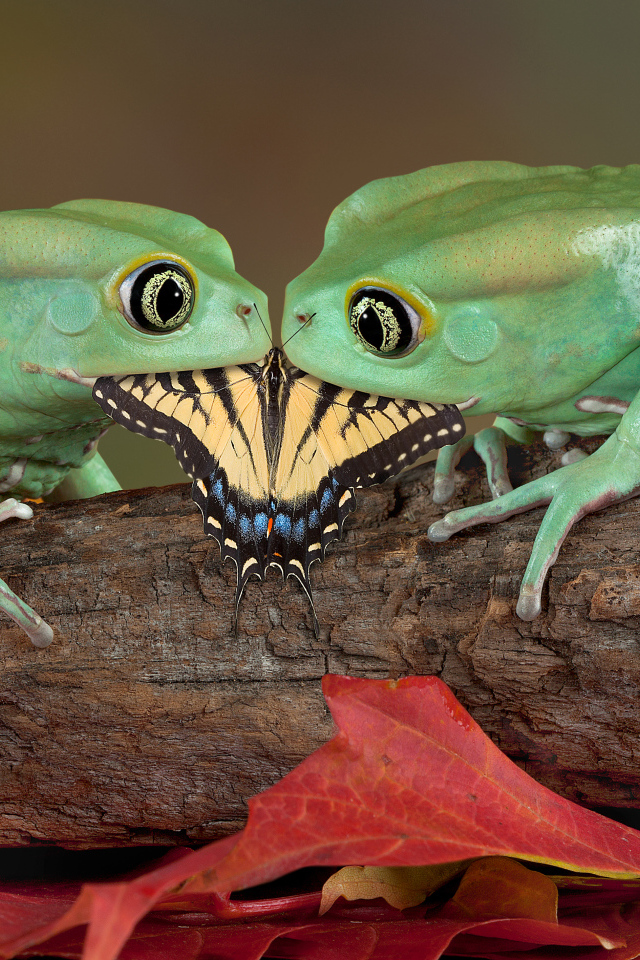 Две зеленые лягушки едят бабочку
