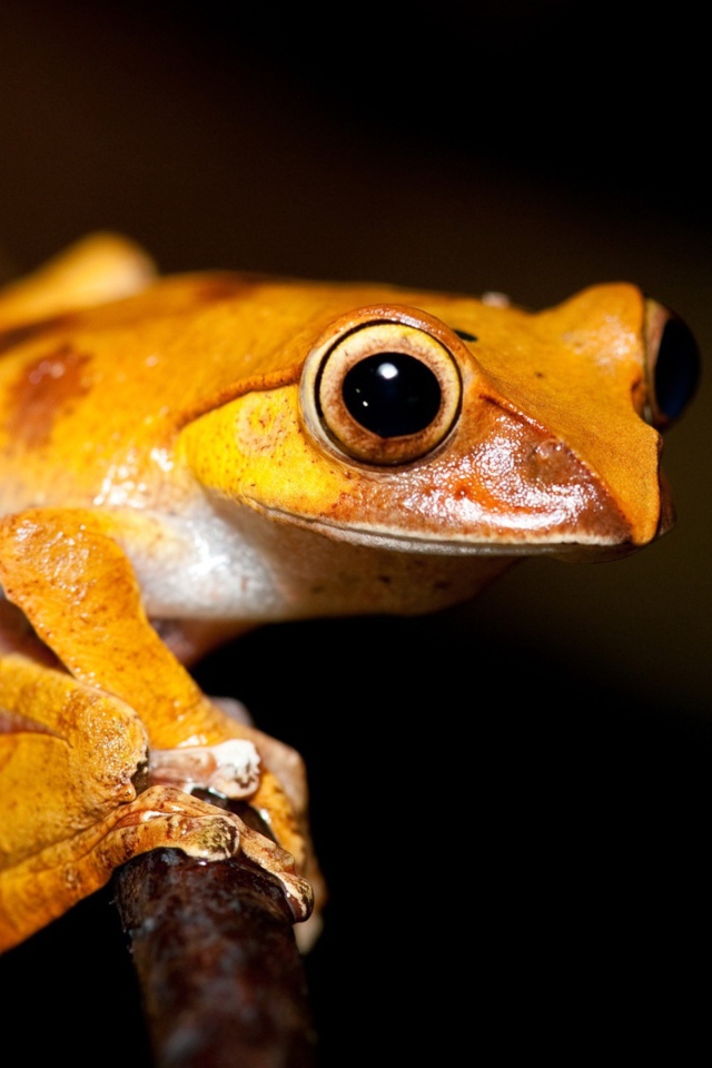 Yellow frog on a branch