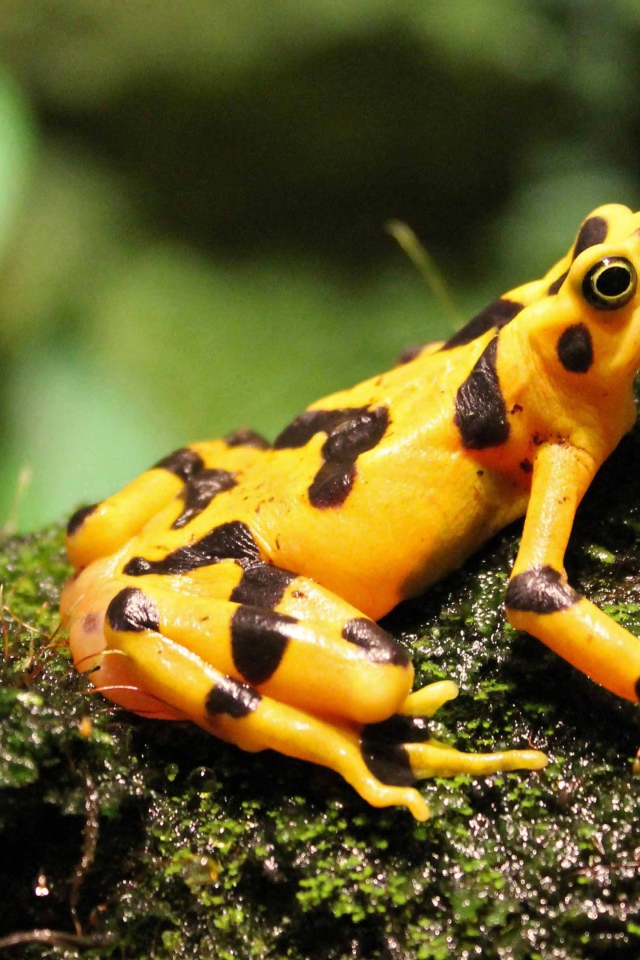 Yellow frog sitting on a wet moss