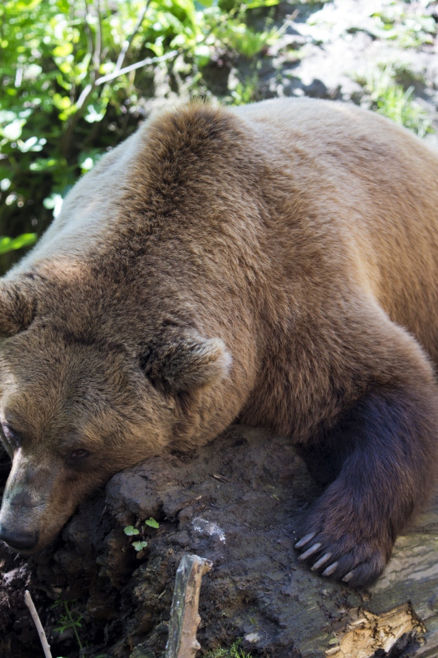 Большой бурый медведь лежит на сухом дереве