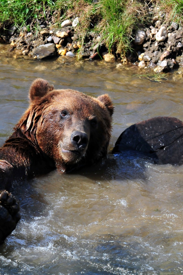 A large brown bear swims in a creek
