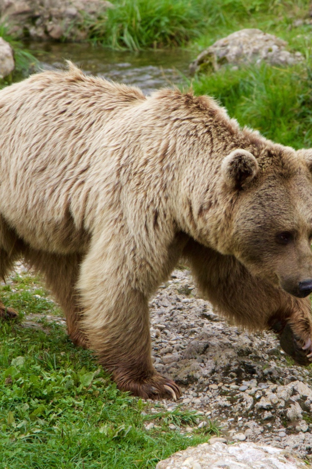 Большой бурый медведь идет по зеленой траве у ручья
