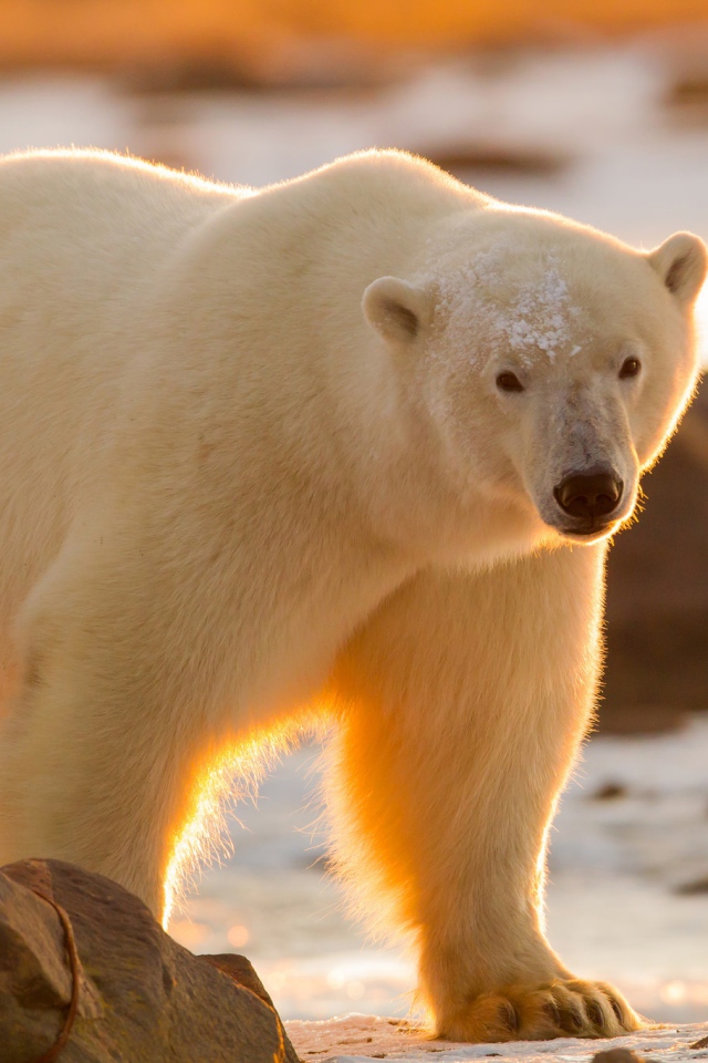 Большой белый медведь идет по камням при свете солнца