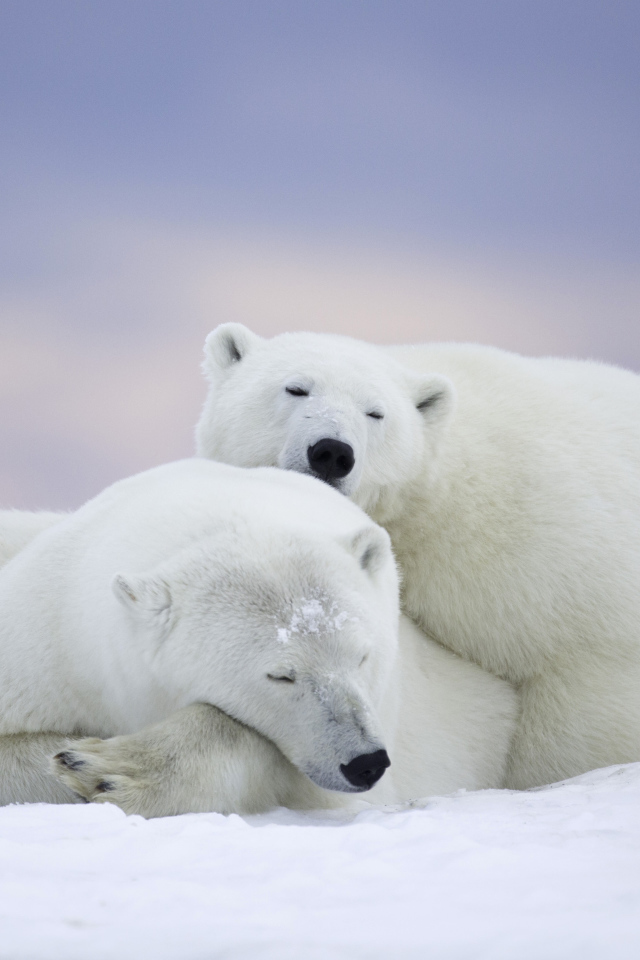 A pair of big polar bears sleep on the snow