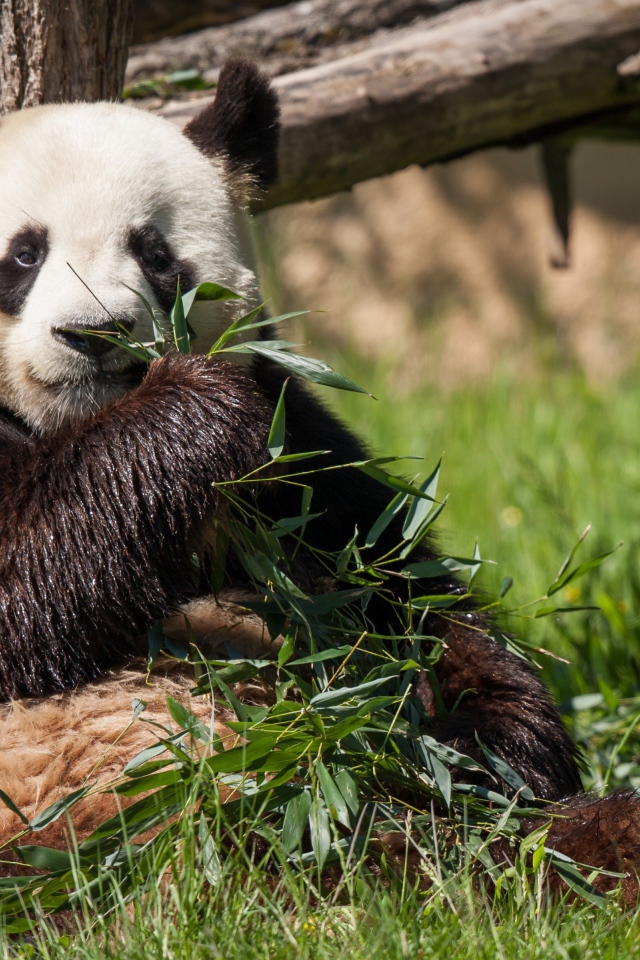 Мокрый медведь панда ест зеленые листья
