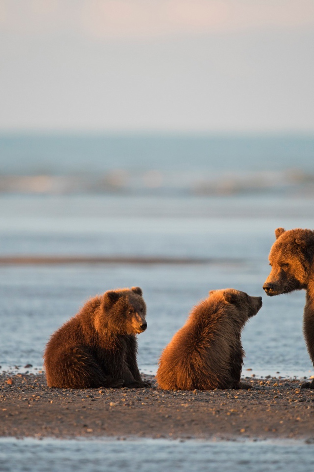 Большая бурая медведица с медвежатами у воды