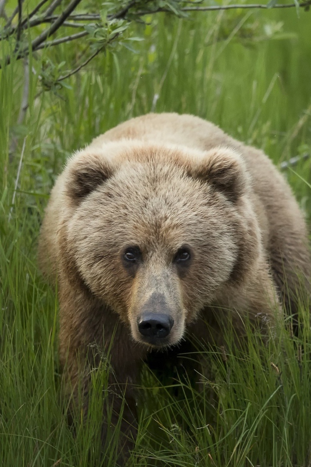Большой бурый медведь в зеленой траве 