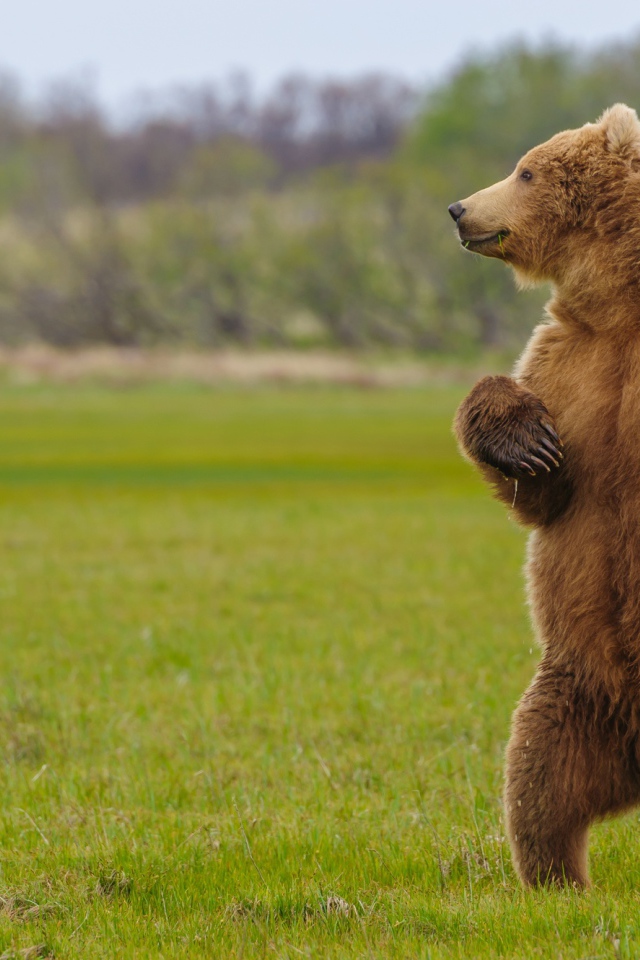 Большой бурый медведь на зеленой траве