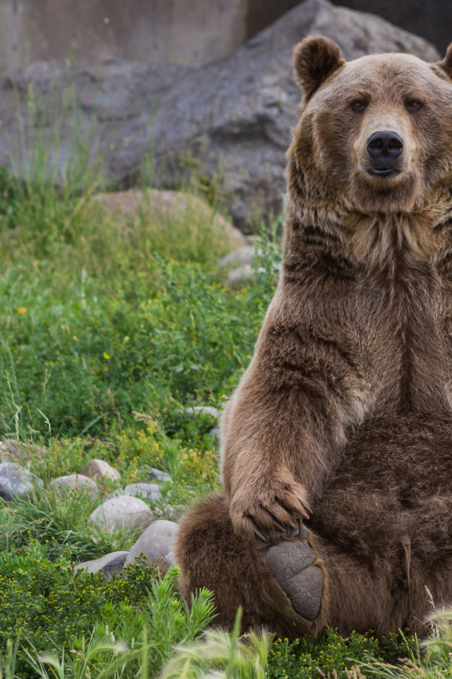 Большой бурый медведь сидит на зеленой траве