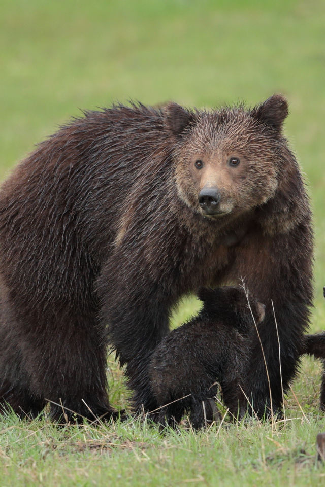 Большая бурая медведица с медвежатами на зеленой траве