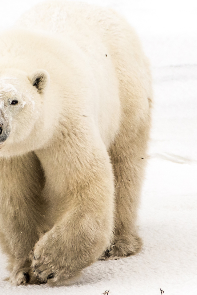Большой грозный белый медведь идет по снегу