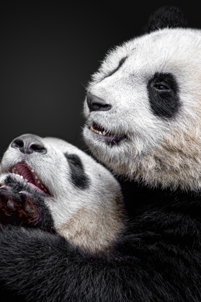 Большая панда с детенышем на сером фоне