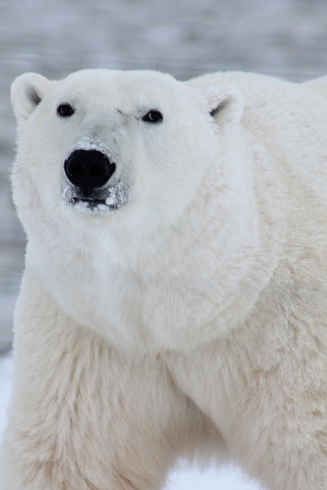 Большой белый медведь в снегу 