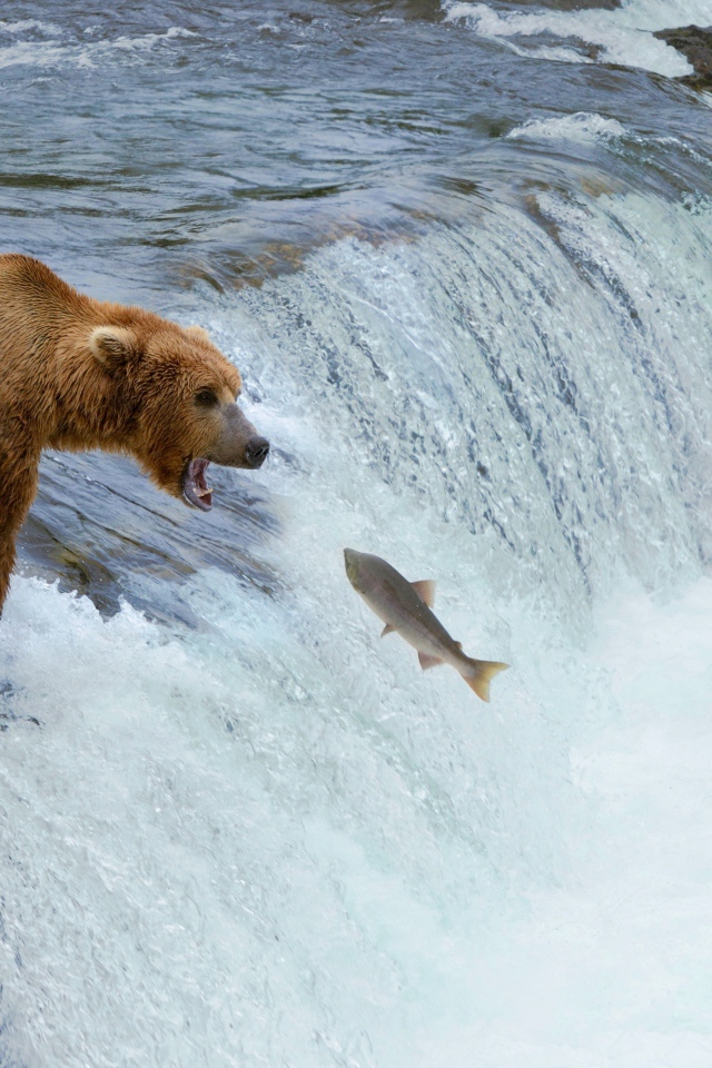 Бурые медведи ловят рыбу на реке
