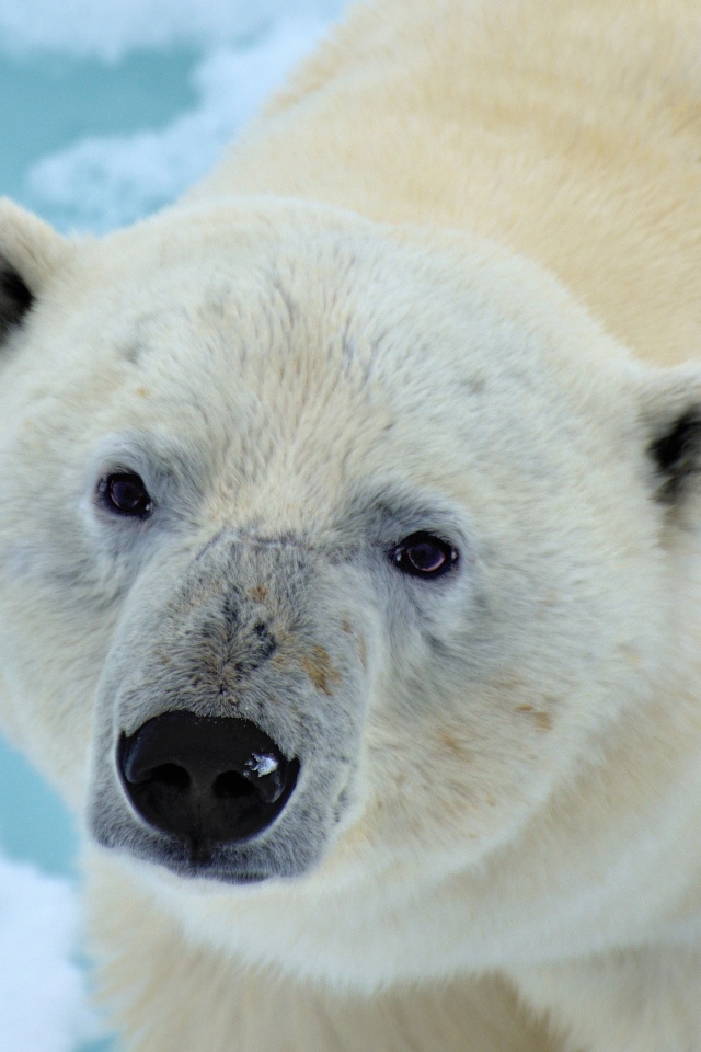 Большой полярный медведь крупным планом