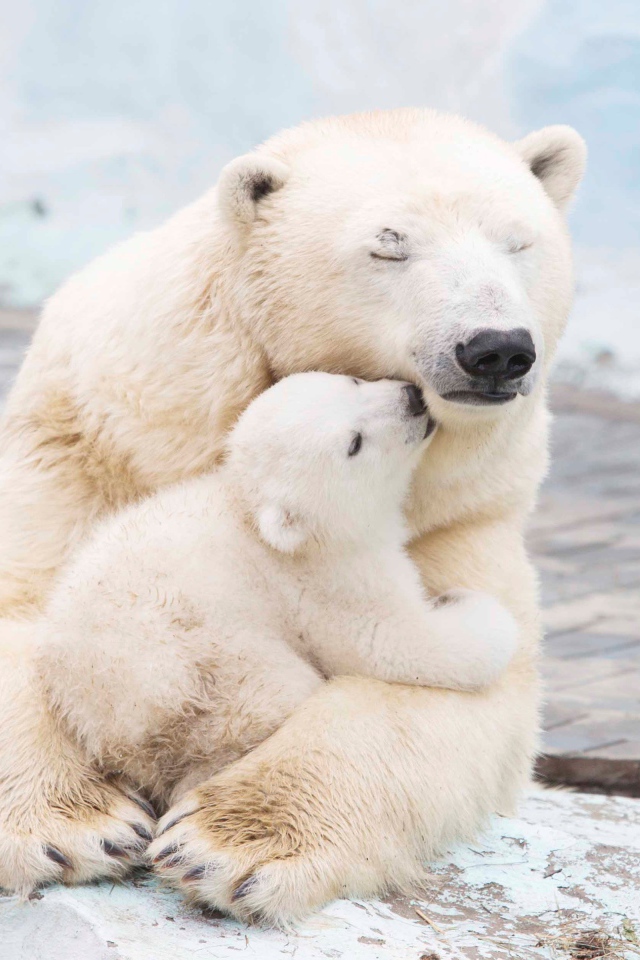 Большая белая медведица обнимает медвежонка