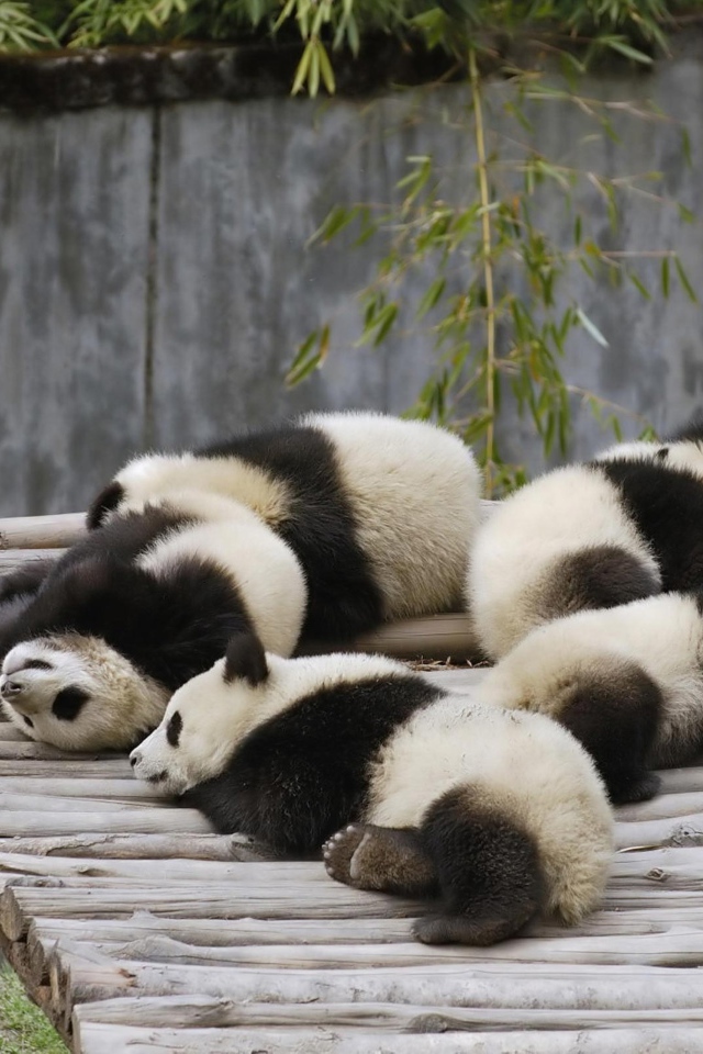 Маленькие милые панды спят на деревянном мосту