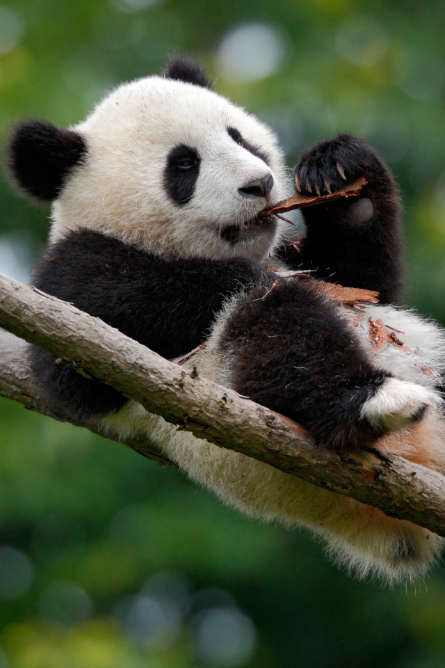 Панда грызет кору на дереве