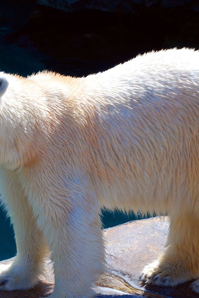 Белый медведь в зоопарке у воды