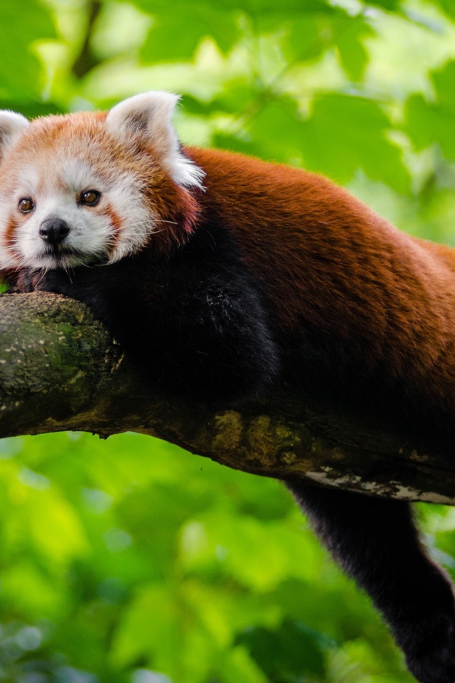 Малая панда лежит на дереве