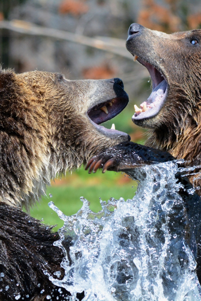 Два медведя дерутся в воде