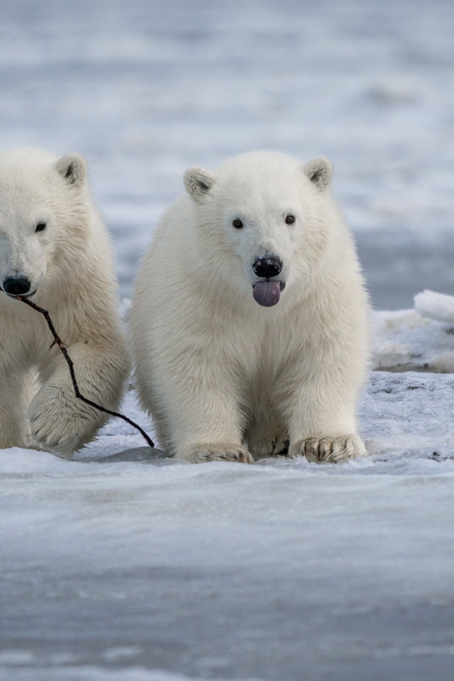 Два маленьких белых медвежонка на снегу