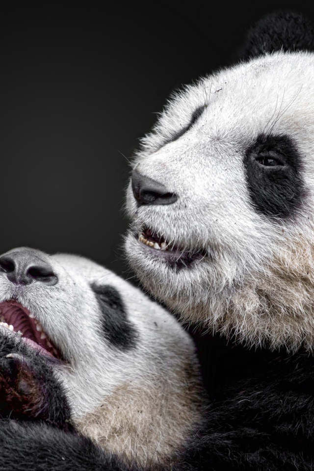 Две панды на сером фоне 