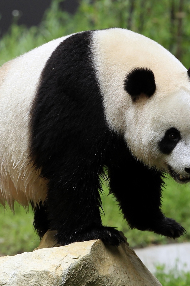Мокрый большой медведь панда стоит на камне