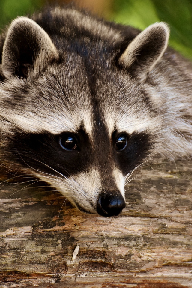 Грустный енот лежит на сухом дереве