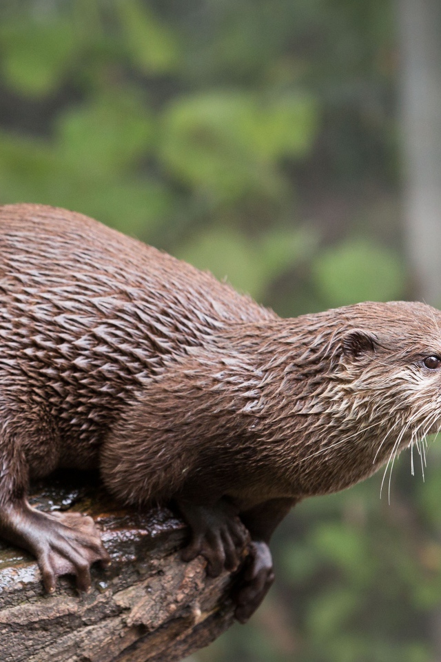 Мокрая выдра  стоит на дереве