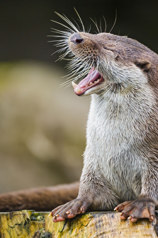 Забавная выдра зевает