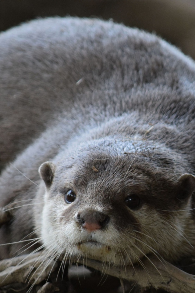 Серая выдра лежит на сухих ветках 