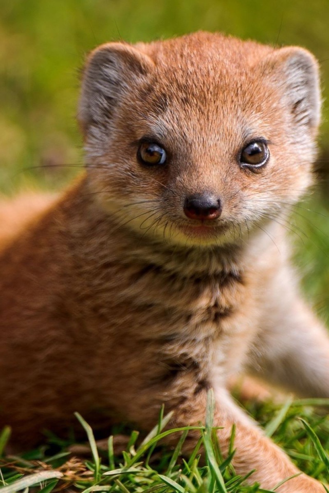 Маленький мангуст на зеленой траве