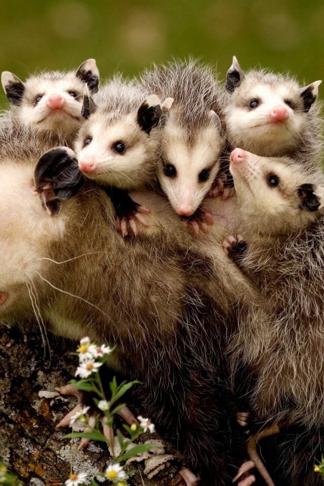 Мама опоссум с детенышами на спине 