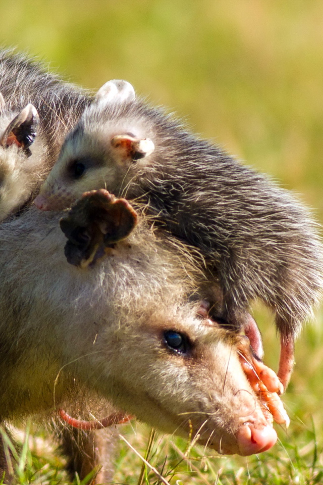 Opossum with cubs on the back