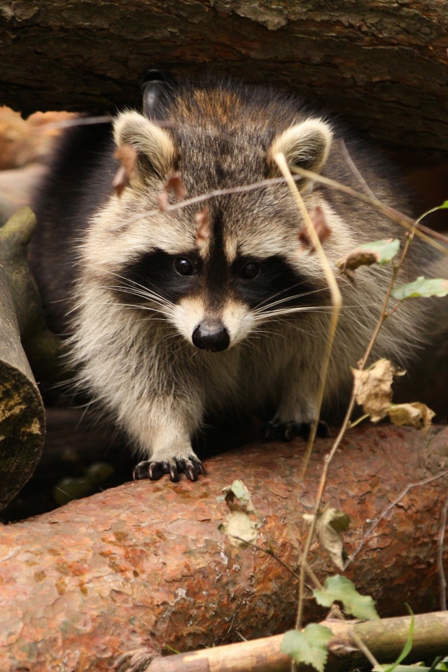 Енот сидит на деревянных пнях