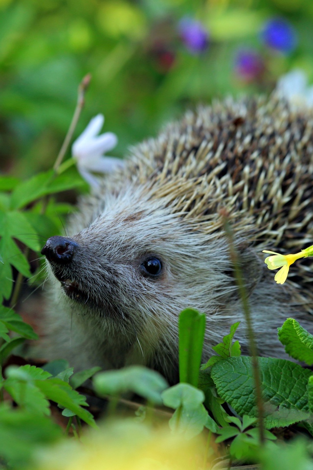 Колючий лесной еж стоит в цветах