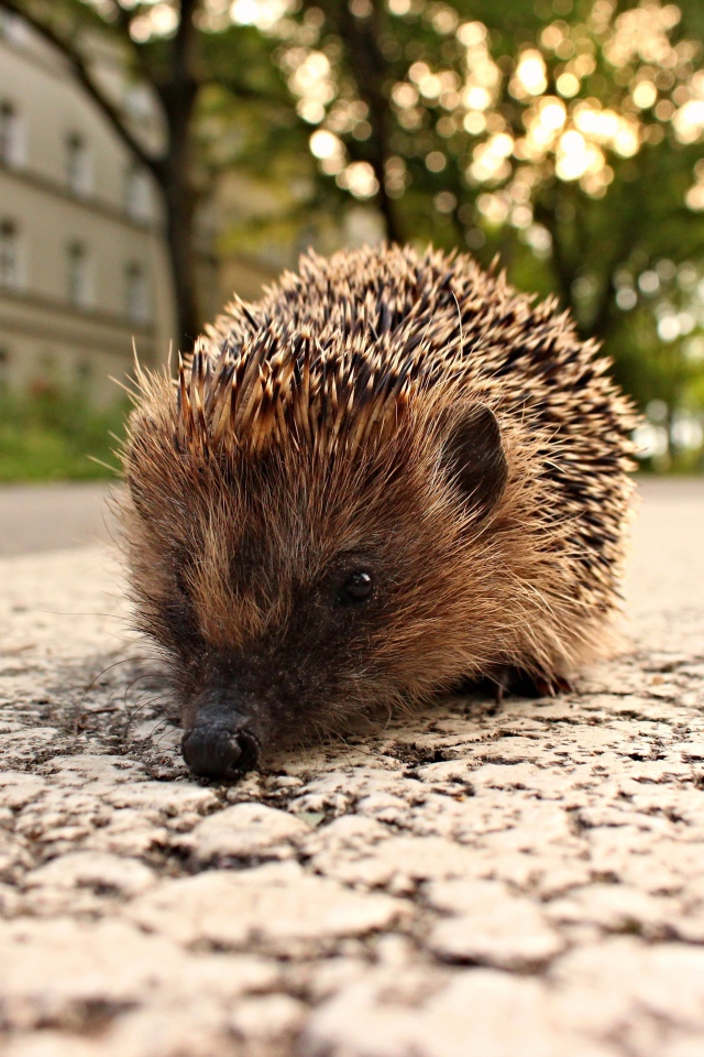 Колючий ежик стоит на тротуаре
