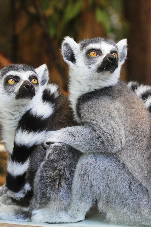 Два лемура в зоопарке смотрят вверх