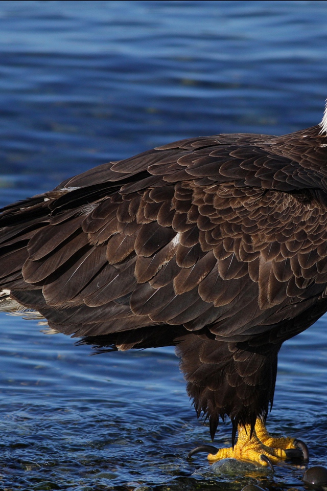 Красивый белоголовый орлан стоит в воде