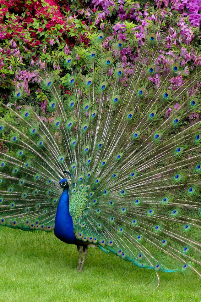 Красивый павлин распушил хвост 