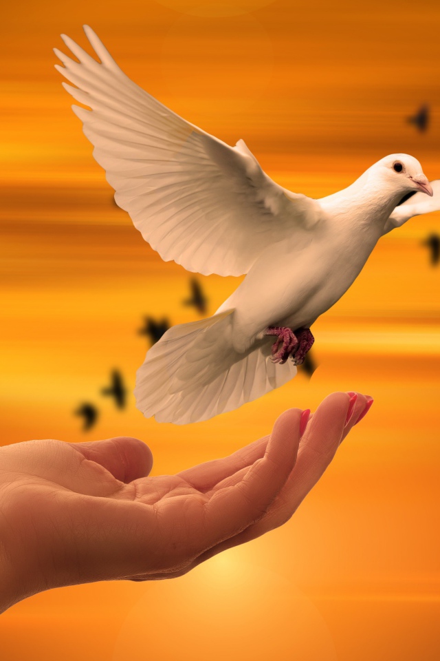 Красивый белый голубь взлетает с руки 