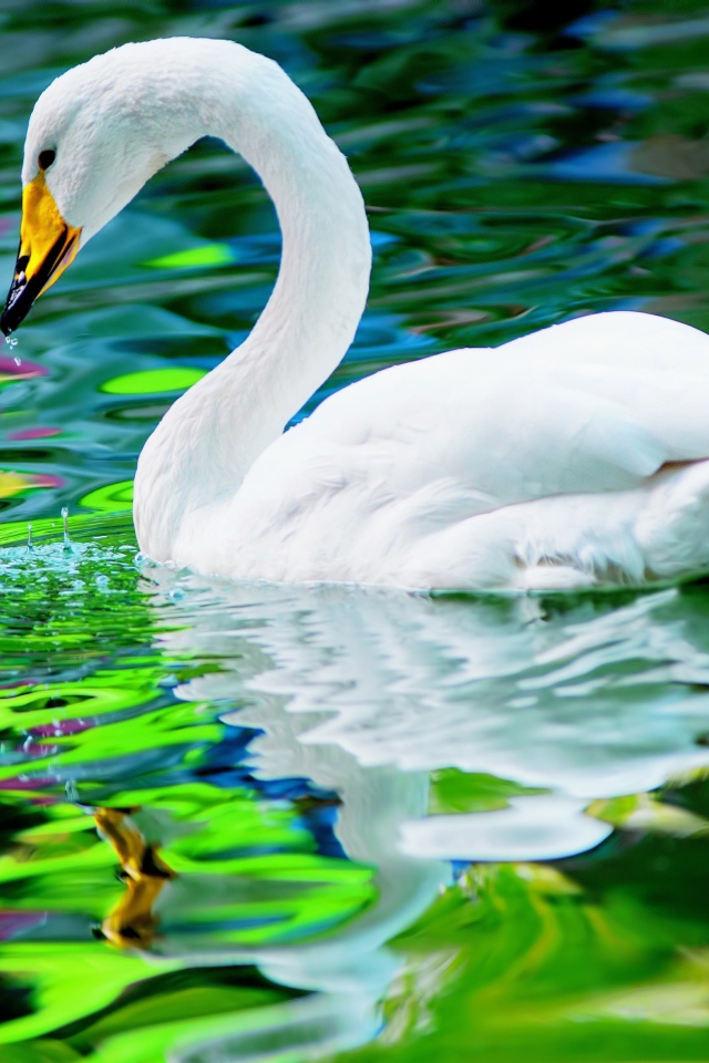 Красивый белый лебедь отражается в воде