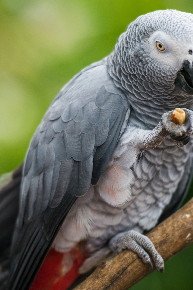 Серый попугай сидит на ветке