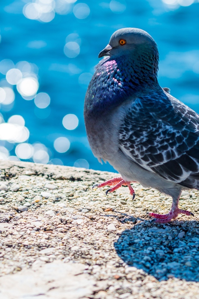 Серый голубь стоит у воды