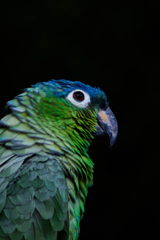Зеленый попугай на черном фоне крупным планом