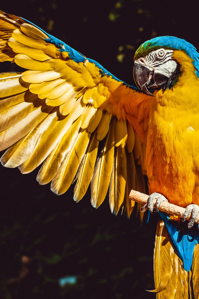 Большой сине-желтый попугай сидит на ветке