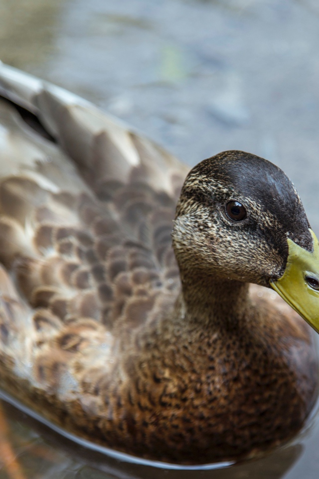Большая серая утка плавает в воде