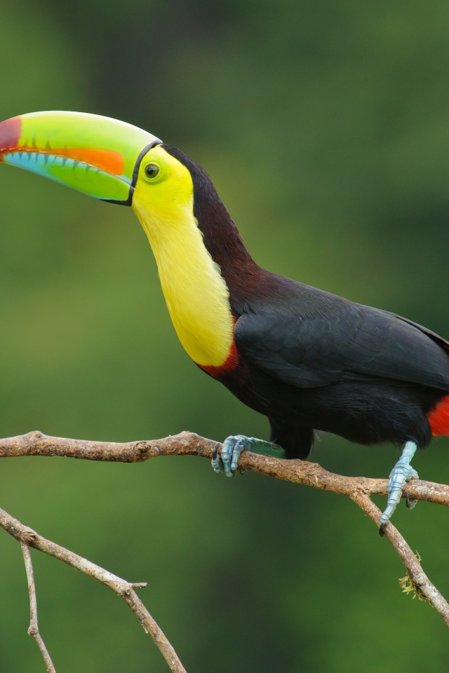 Большая птица тукан сидит на тонкой ветке дерева