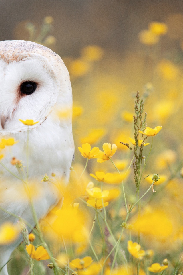 Большая белая сова сидит в желтых цветах
